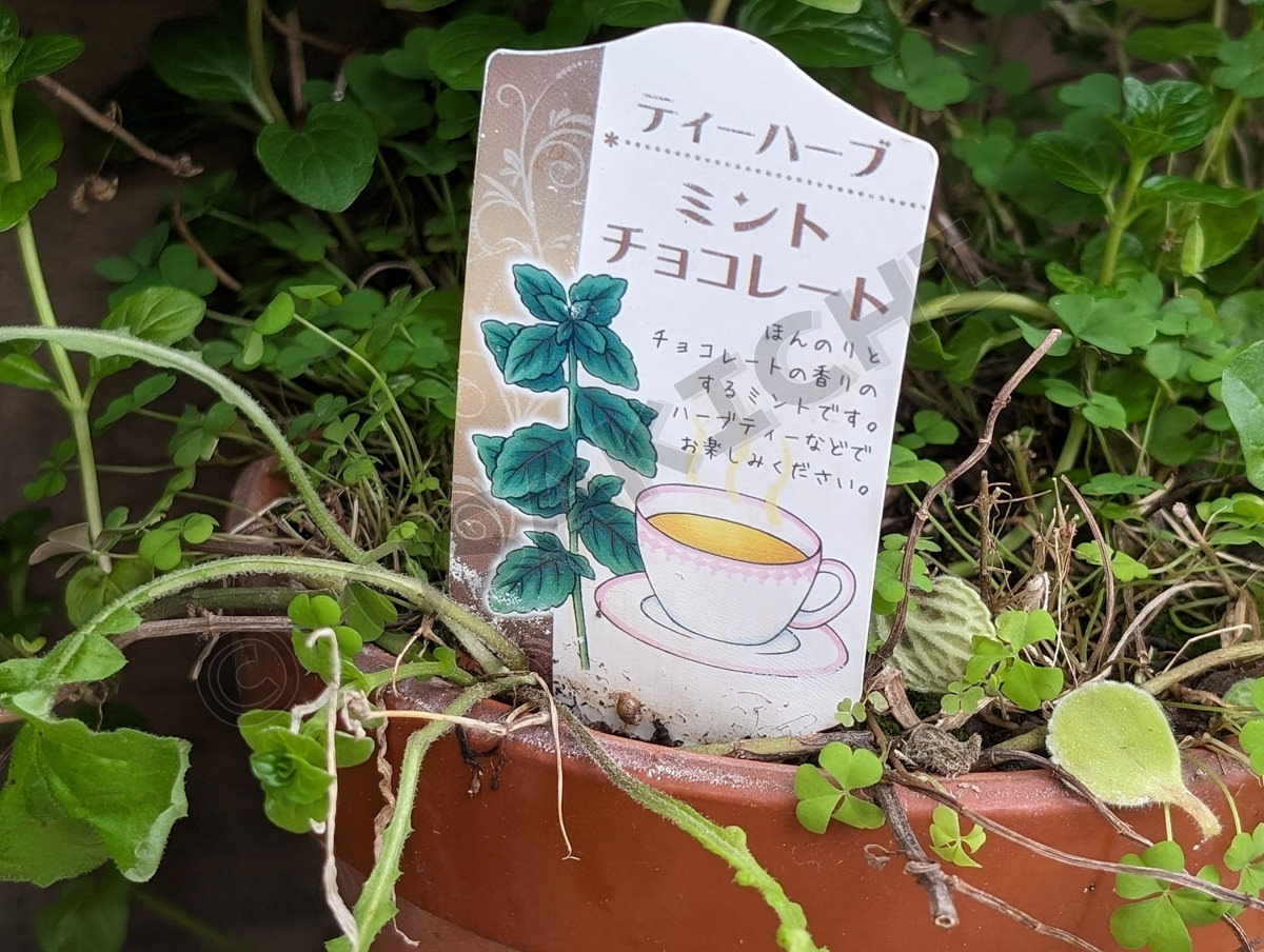 チョコレートミント