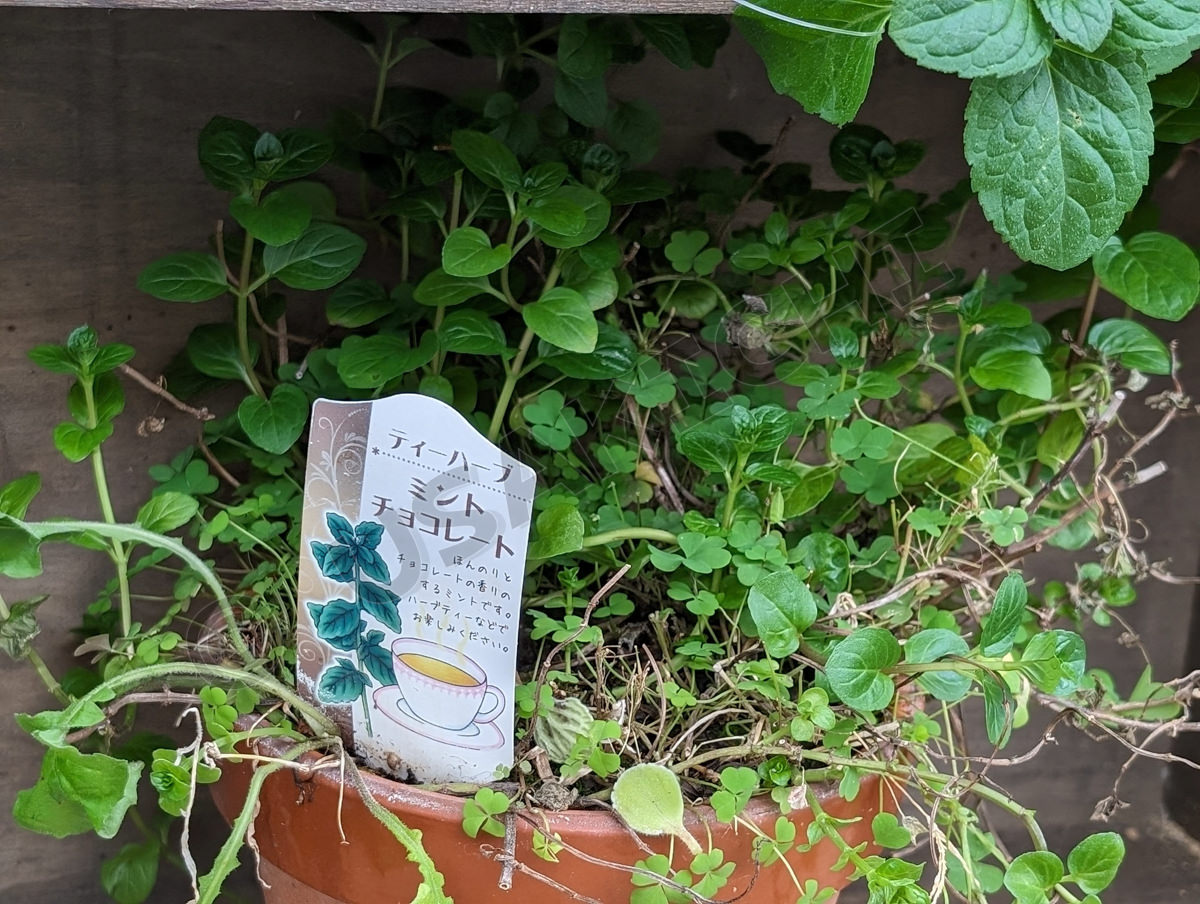 チョコレートミント