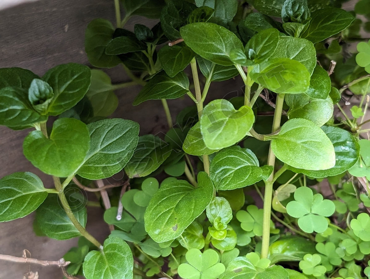 チョコレートミント