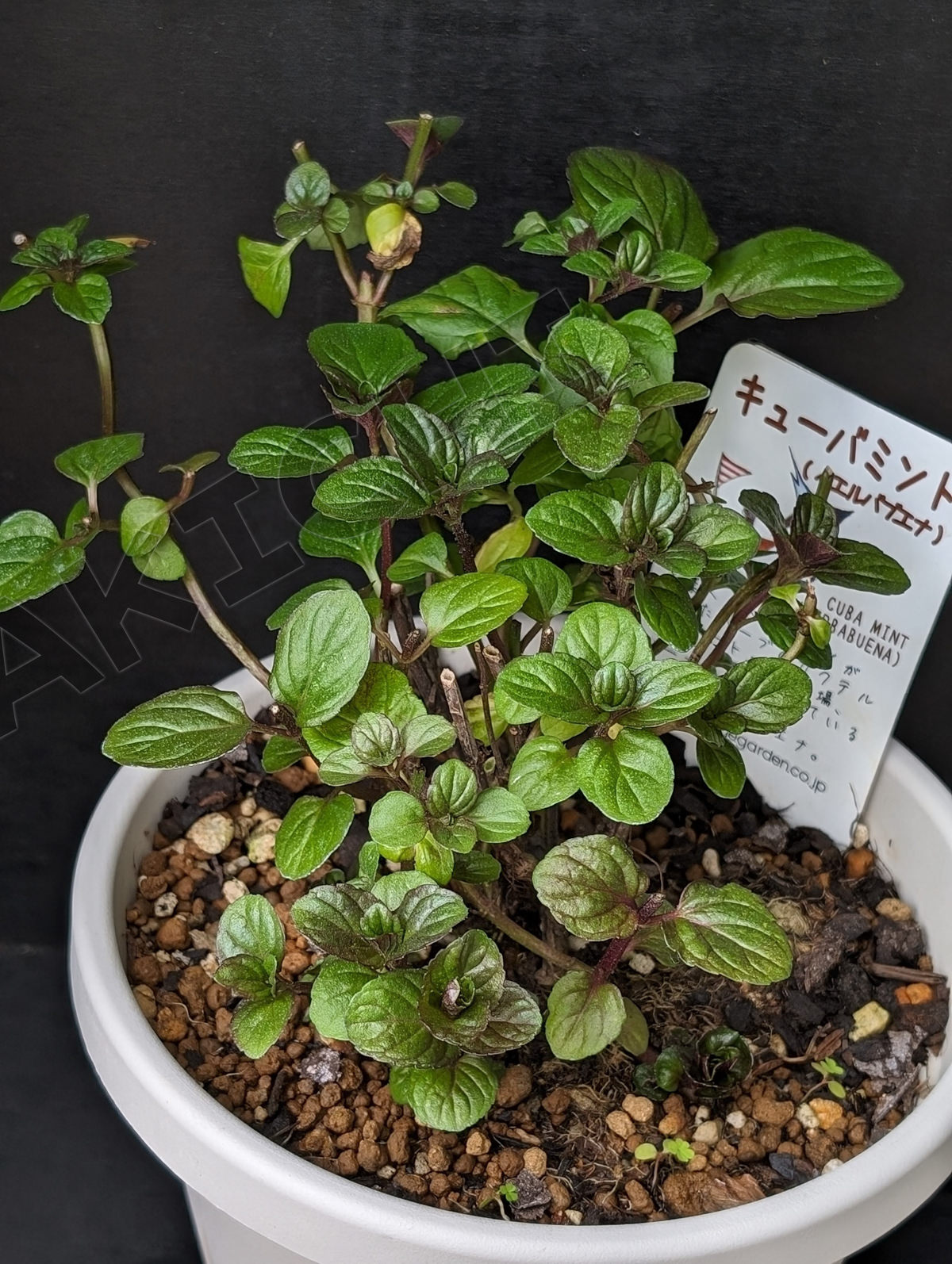 キューバミント（イエルバブエナ）