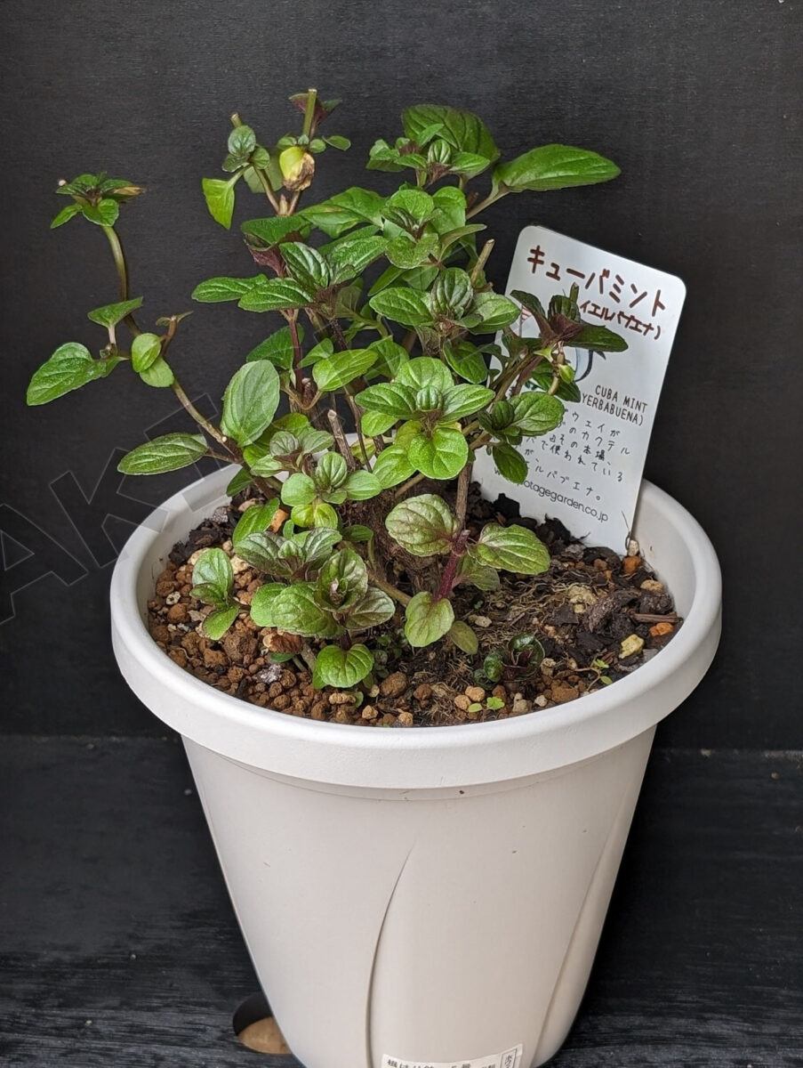 キューバミント（イエルバブエナ）