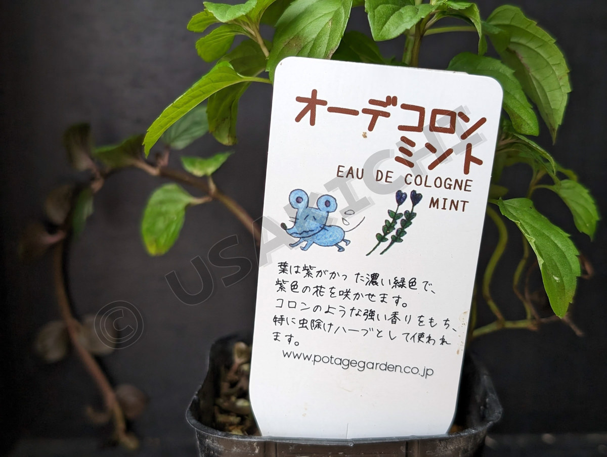 オーデコロンミント