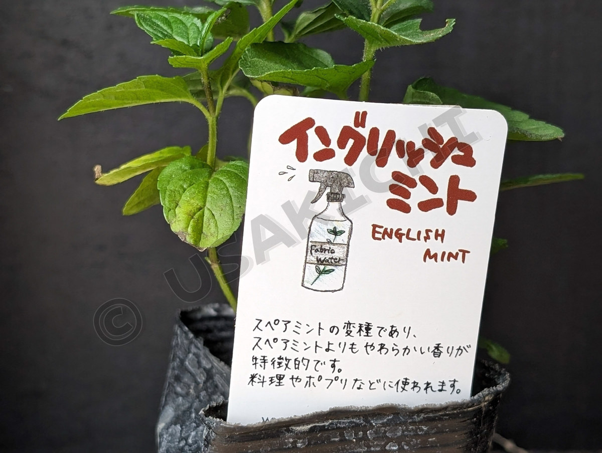 イングリッシュミント