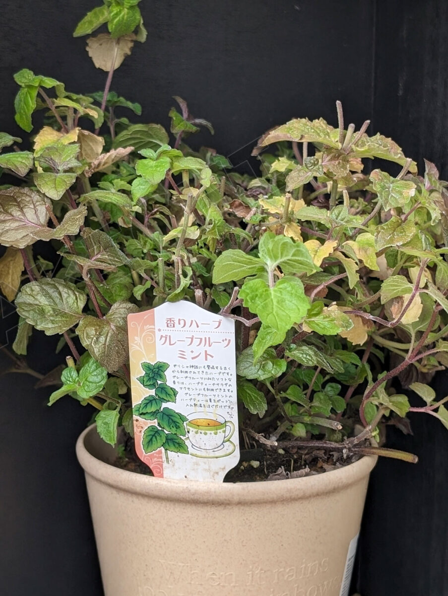 グレープフルーツミント