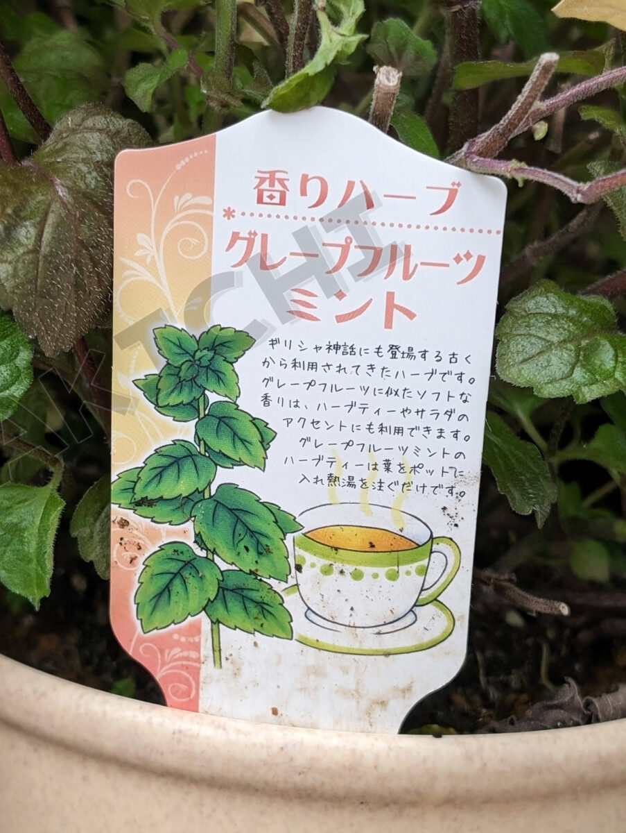 グレープフルーツミント