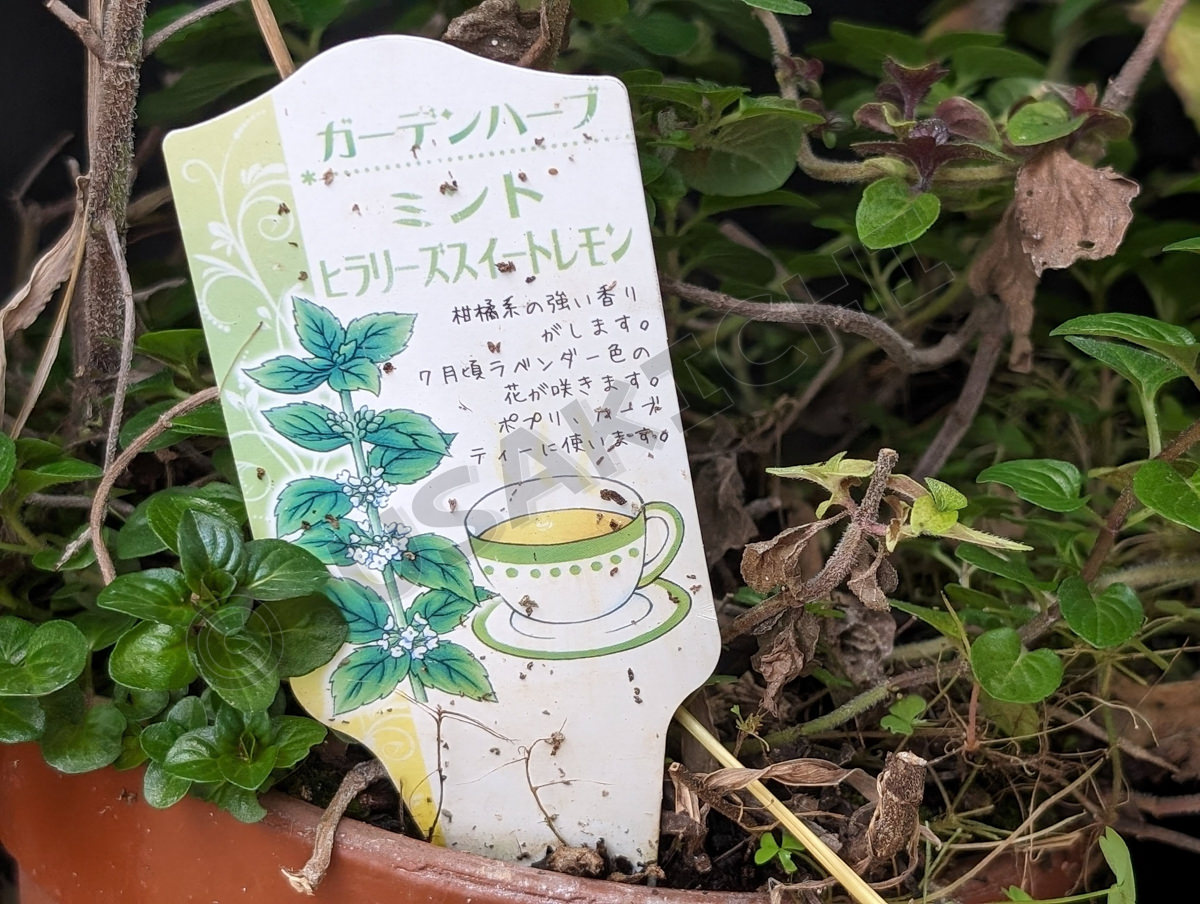 ヒラリーズスイートレモンミント