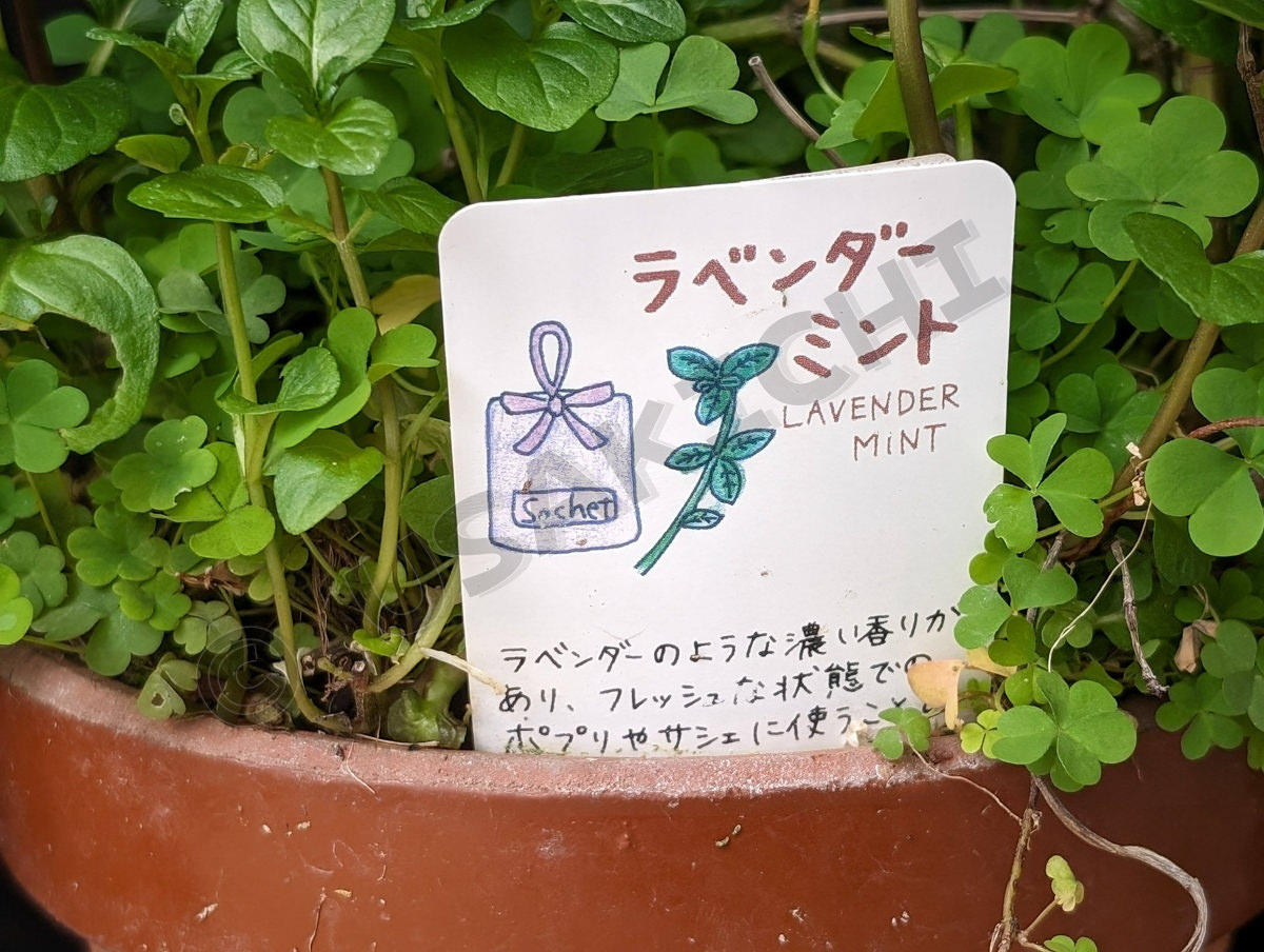 ラベンダーミント