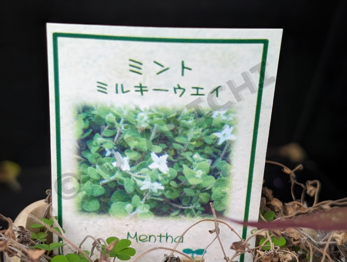 ミルキーウェイミント