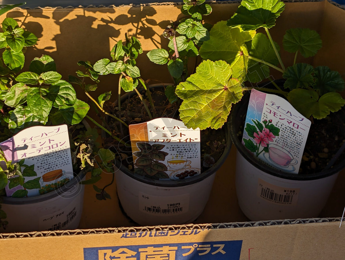 アフターエイトミント