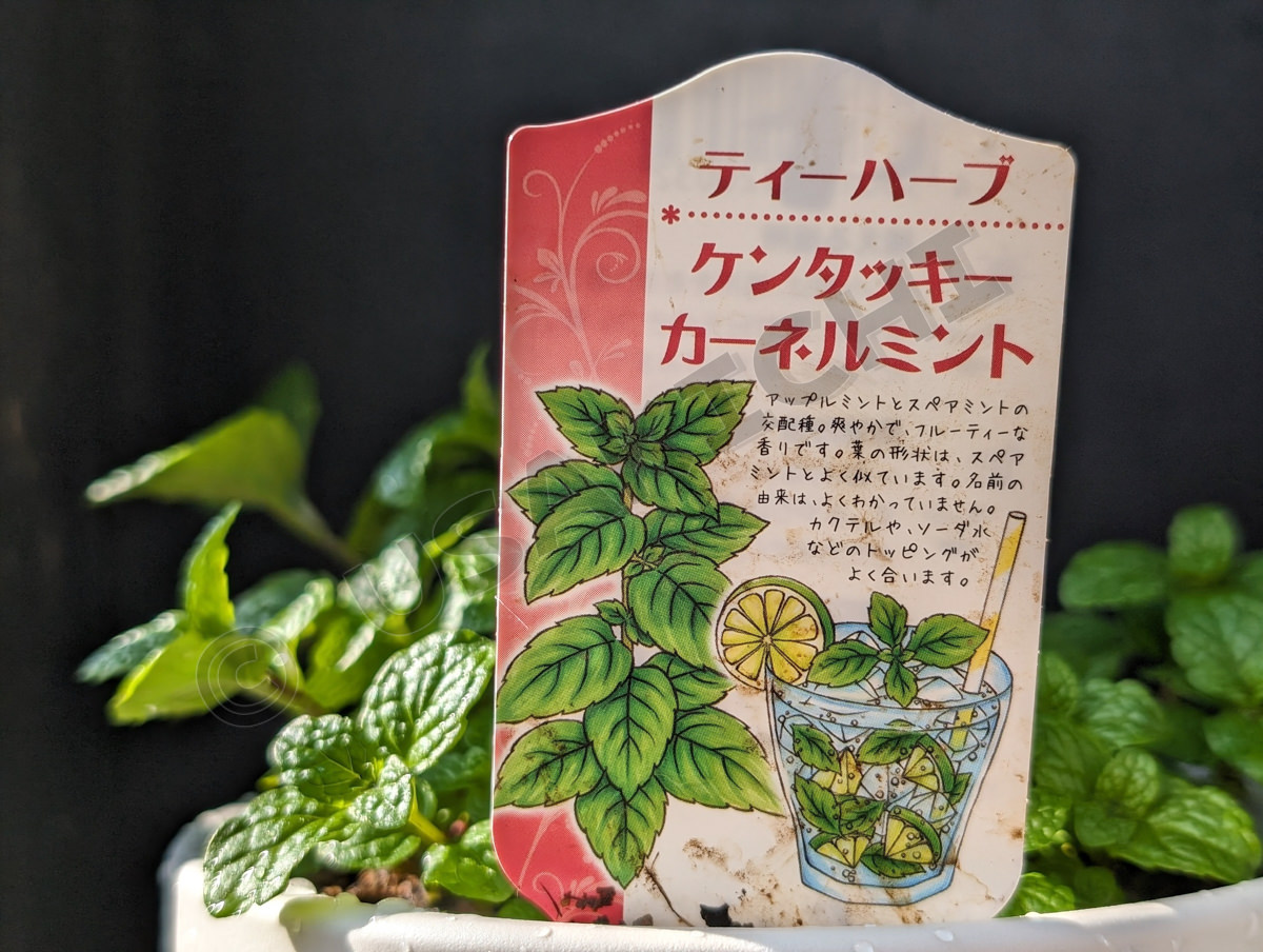 ケンタッキーカーネルミント
