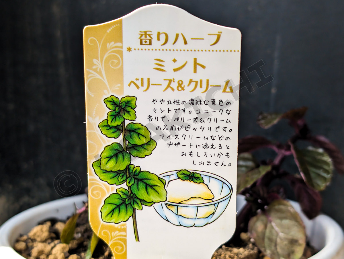 ベリーズ&クリームミント