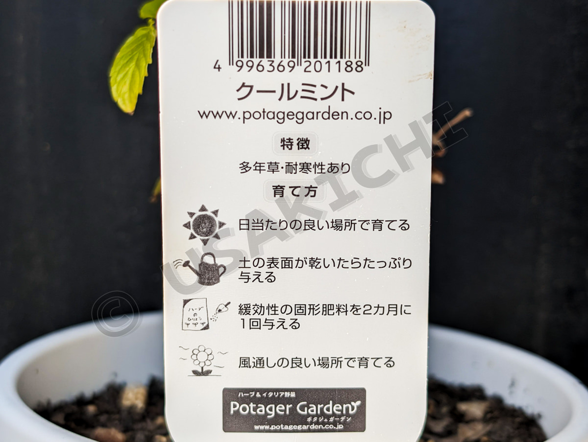 クールミント