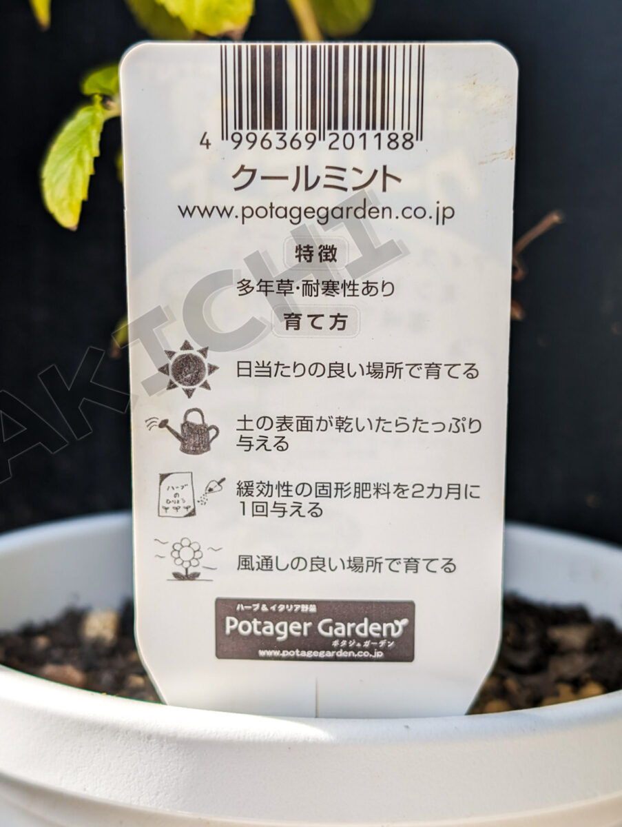 クールミント