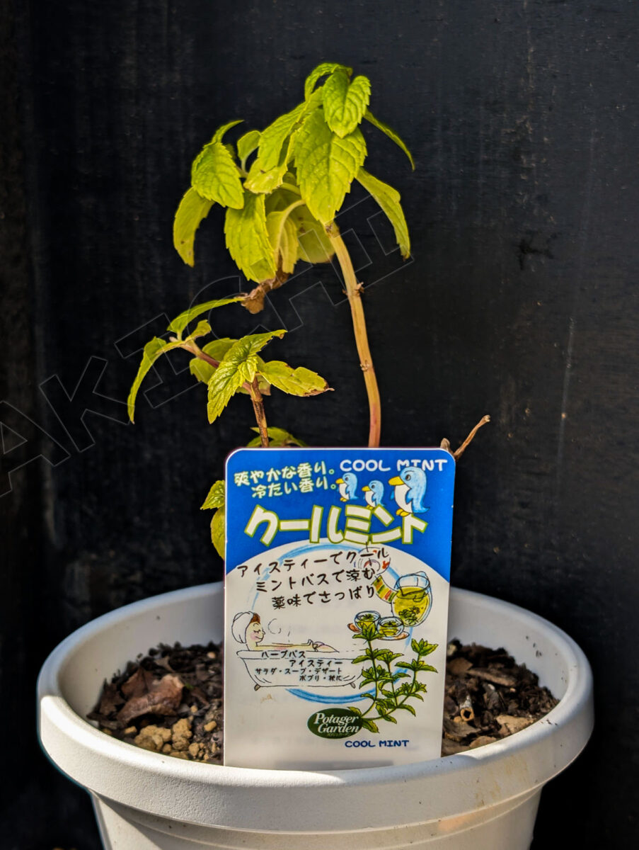クールミント