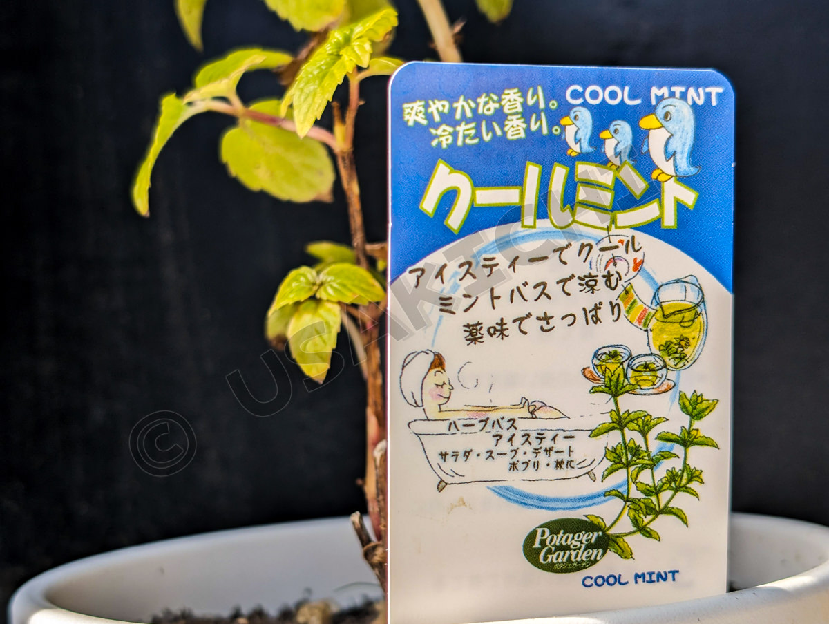 クールミント